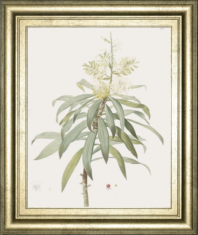 Dracaena Reflexa By Pierre Joseph Redoute - Framed Print Wall Art - Green