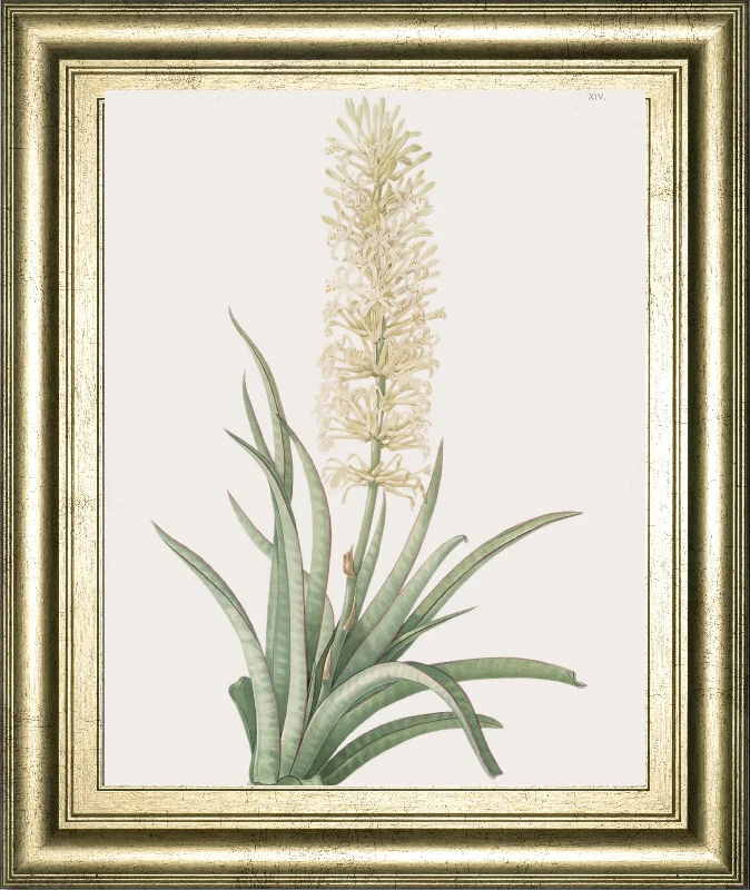 Sansevieria Zeylancia By Pierre Joseph Redoute - Framed Print Wall Art - Green